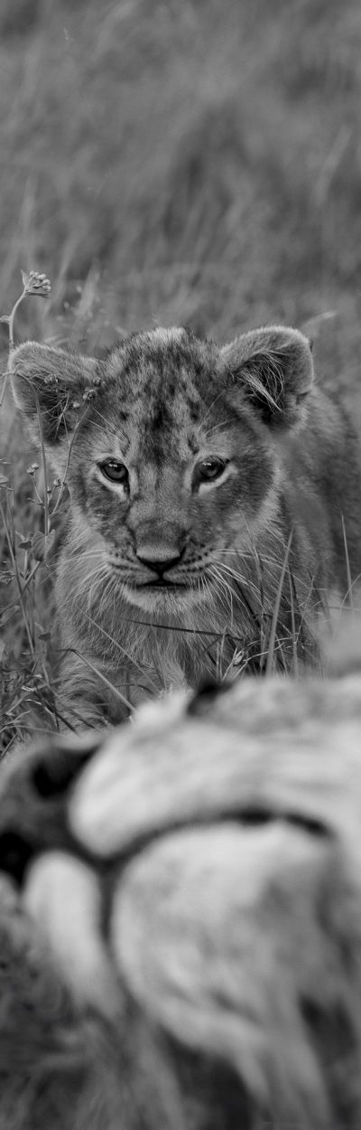 Lion cub plays with careless freedom while under the watchful presence of parents in the Masai Mara.
